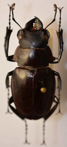 Odontolabis camela